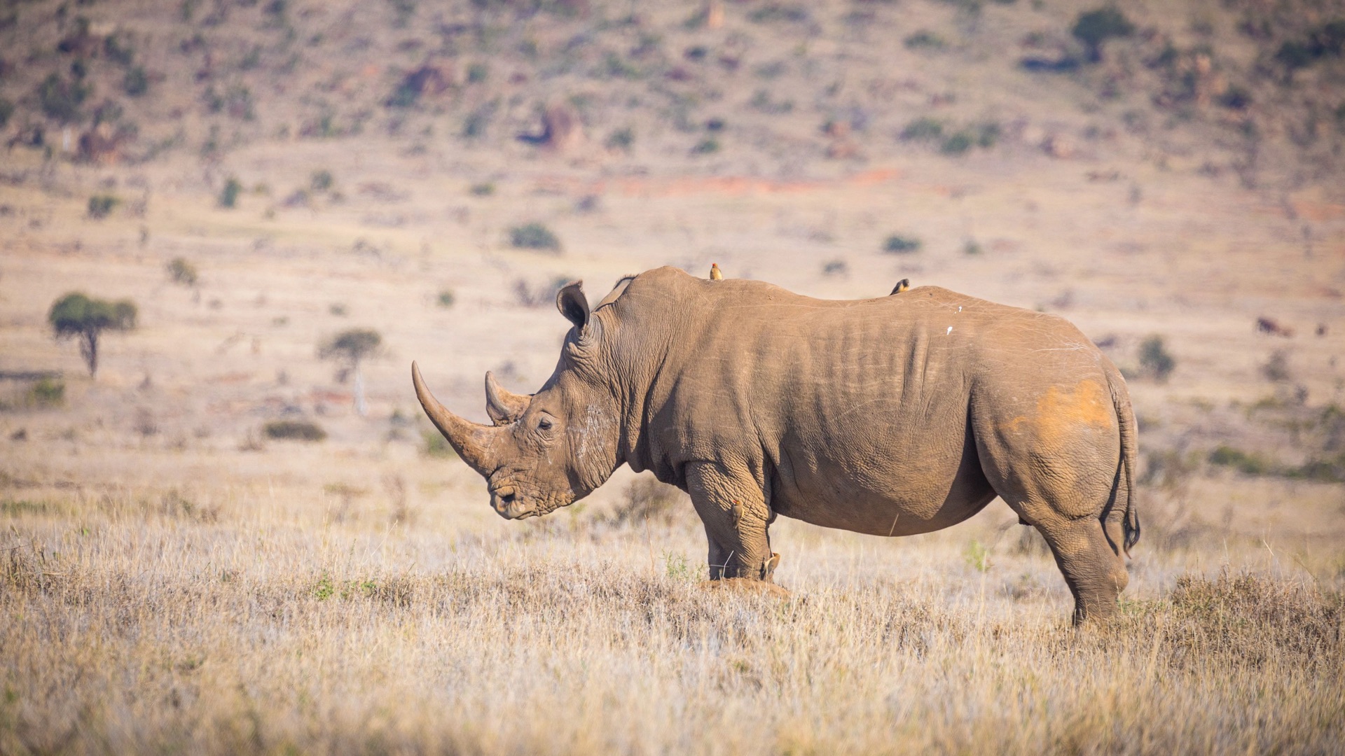 kenya ol pejeta rhino 01