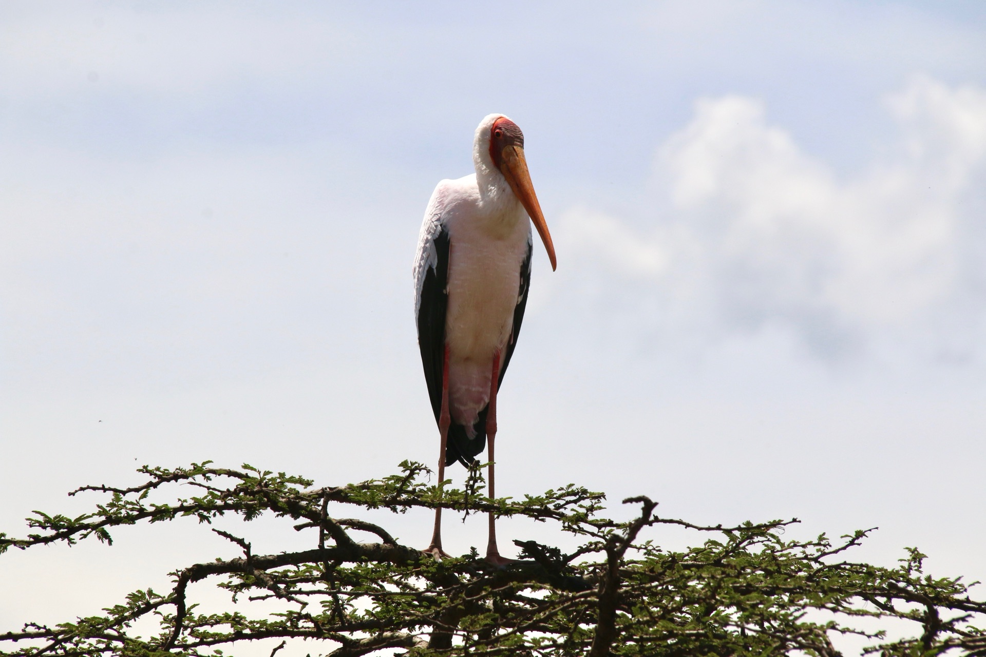 kenya saruni samburu birdwatching 01